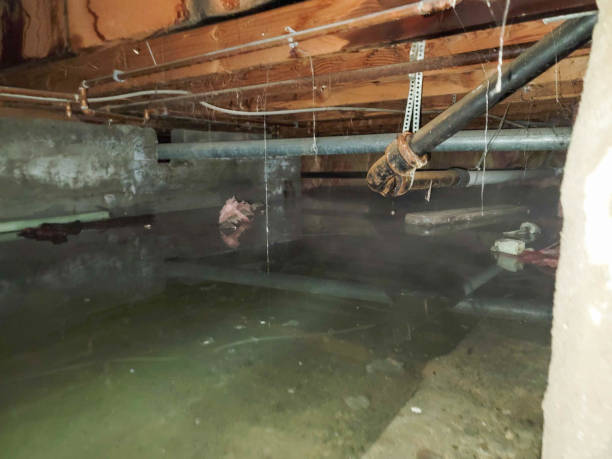 Best Water damage cleanup near me  in Seeley Lake, MT