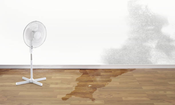 Best Mold removal after water damage  in Seeley Lake, MT