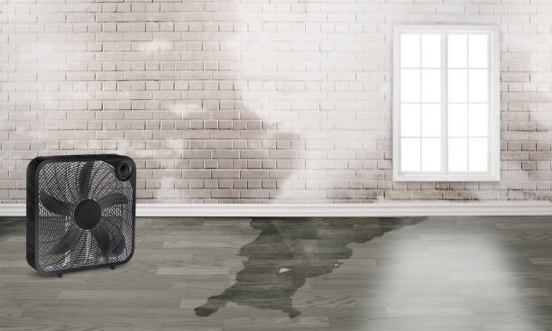 Best Water damage cleanup near me  in Seeley Lake, MT