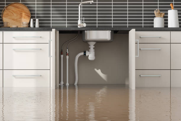 Best Mold removal after water damage  in Seeley Lake, MT